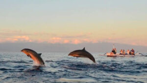 Bali dolphines diving trip Lovina