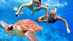 Bali dolphines and turtles snorking and diving